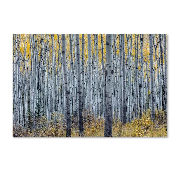 Trademark Fine Art Forest of Aspen Trees by Pierre Leclerc Floater Frame Nature Wall Art 16 in. x 24 in.