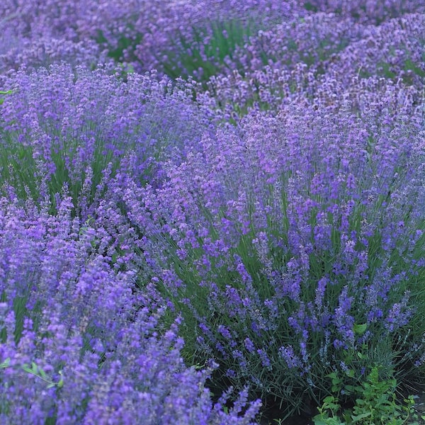 national PLANT NETWORK 3.25 in. Lavender Super Blue Plant (12-Pack