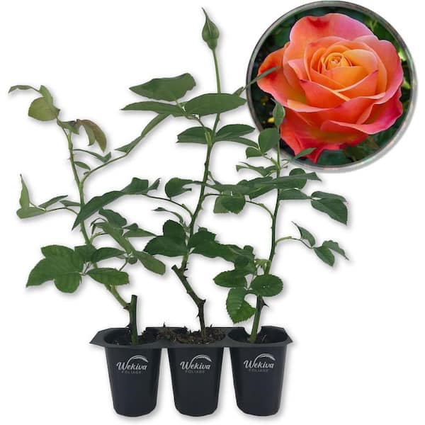 Wekiva Foliage Colorific Rose Bush - 3 Live Starter Plants in 2 in. Growers Pots - Beautifully Fragrant Floribunda Rose