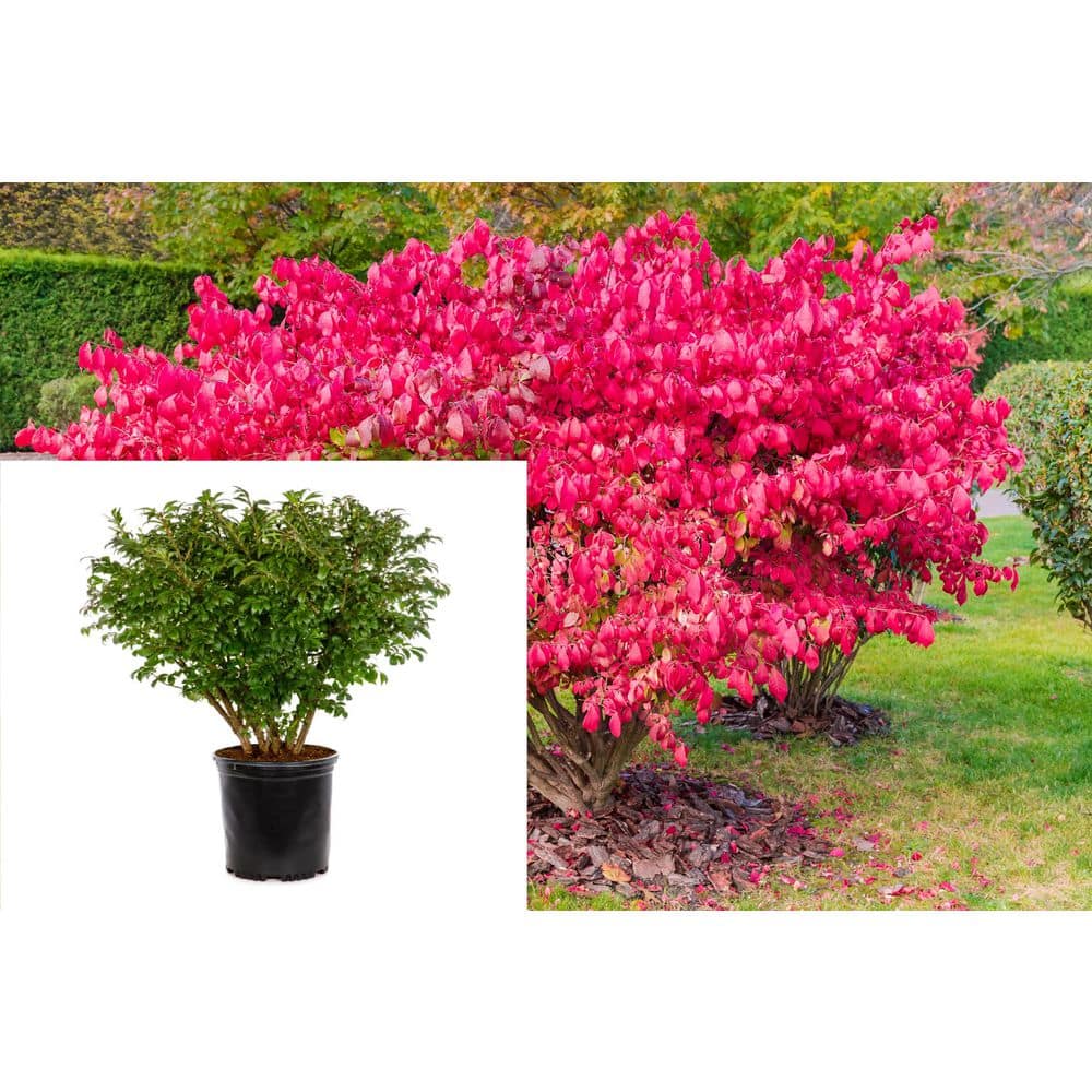 Online Orchards 5 Gal. Dwarf Burning Bush Shrub With Compact