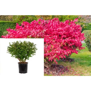 5 Gal. Dwarf Burning Bush Shrub With Compact Fiery Red Fall Color