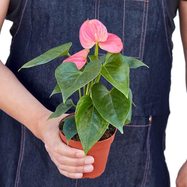 PPC INTERNATIONAL LLC Pink (Anthurium) Plant in 4 in. Grower Pot  4_ANTHURIUM_PINK - The Home Depot