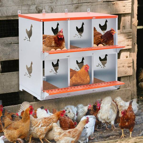 6-Bay Metal Nest Box-Wall Mount for Hens/Ducks, Easy Egg