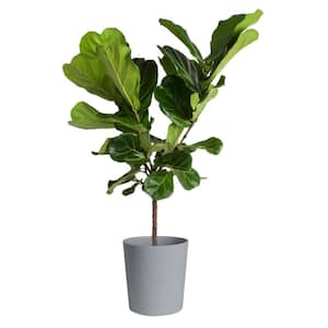 Fiddle Leaf Fig Indoor Plant in 10 in. Gray Planter, Average Shipping Height 3-4 ft. Tall