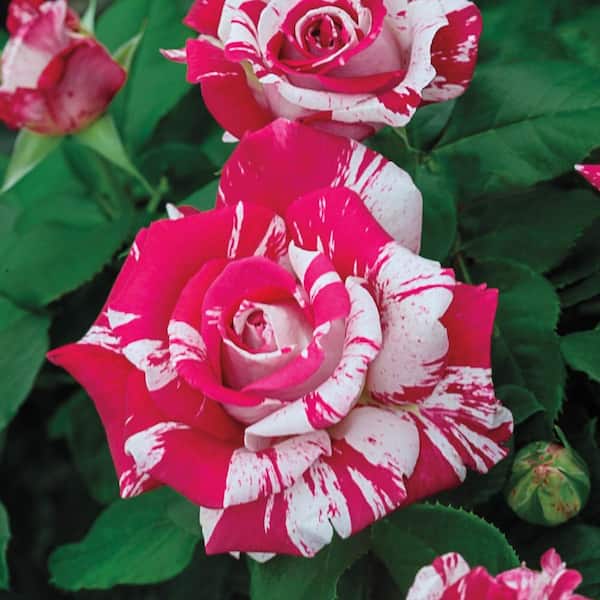Spring Hill Nurseries 3 Gal. Pot, Neil Diamond Hybrid Tea Rose, Live Potted Flowering Plant (1-Pack)