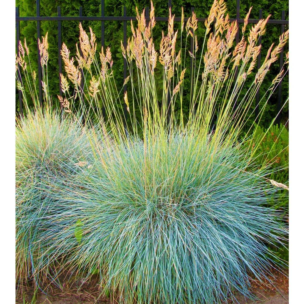 Online Orchards 1 Gal. Elijah Blue Fescue Grass - Icy Blue Ornamental ...