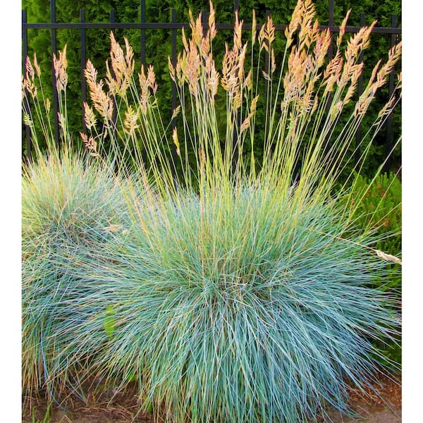 Online Orchards 1 Gal. Elijah Blue Fescue Grass - Icy Blue Ornamental Grass Adds Gorgeous Color to Any Landscape