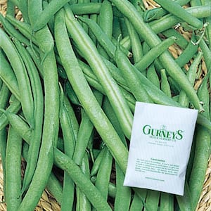 0.5 lb. Bush Bean Early Contender (Seed Packet)