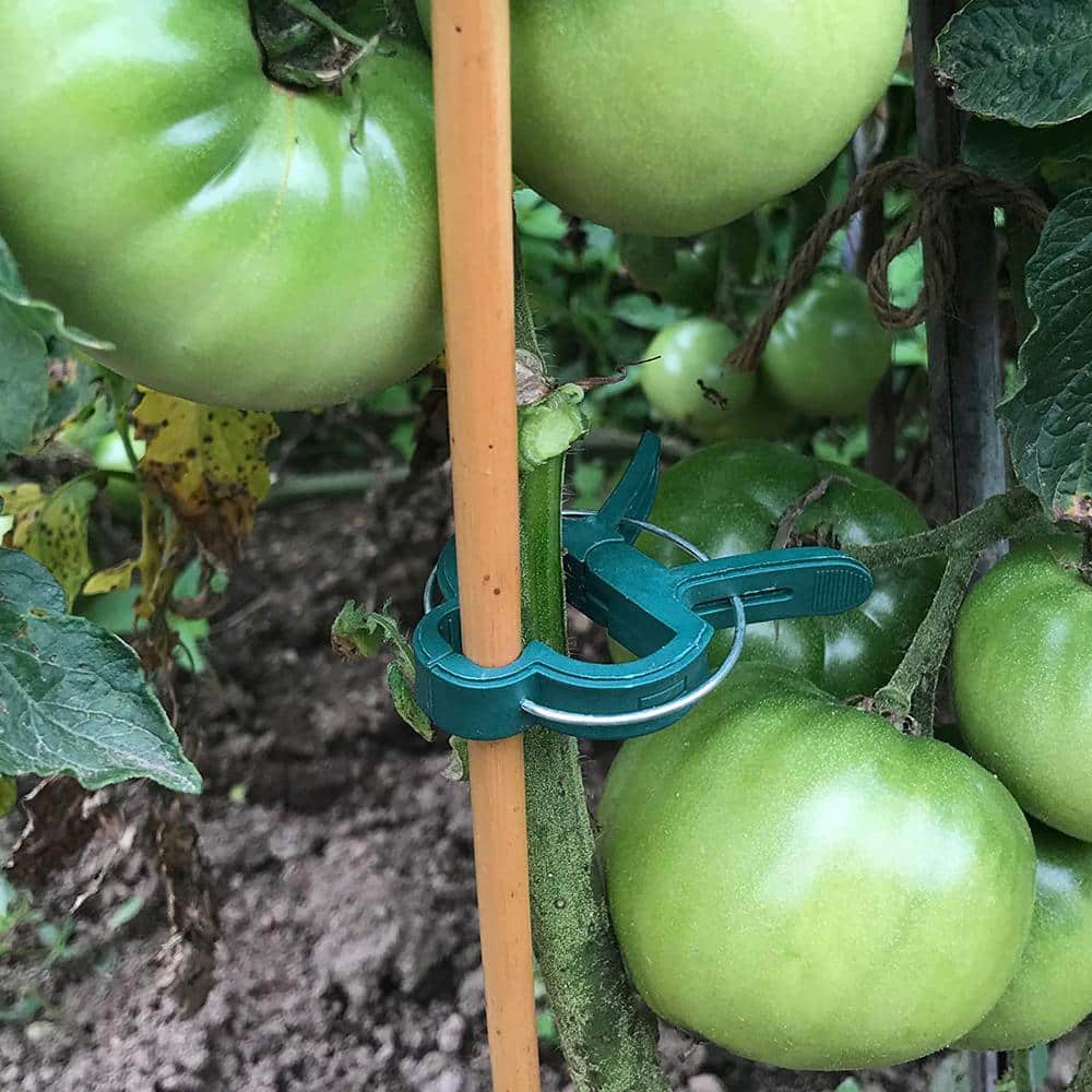 Green Plastic Plant Support Clips (50-Pack)