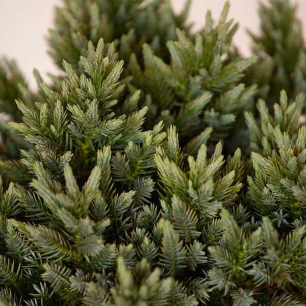 2.5 Qt. Blue Star Juniper Shrub with Low-Growing Mounded Icy Foliage