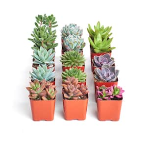 2 in. Assorted Succulent (Collection of 15)