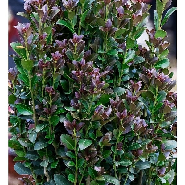 2 Gal. 'Red Sky' Pencil Holly, Narrow Ilex Shrub with a vertical Growth Habit and Red Hued New Foliage