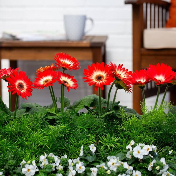 Vigoro 1.5-Pint Gerbera Daisy Color Bloom Red and White Bicolor 
