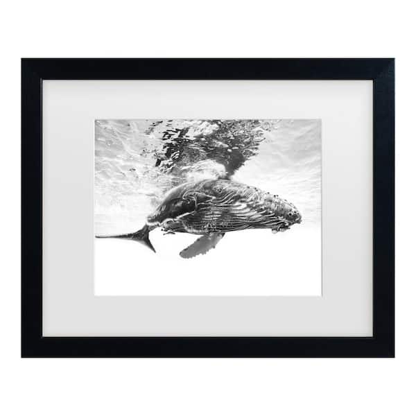 Trademark Fine Art Barathieu Gabriel Humpback Whale Calf Matted Framed Photography Wall Art 13 in. x 16 in.