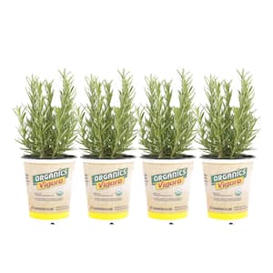 1 qt. Organic Barbaque Rosemary Plant (4-Pack)