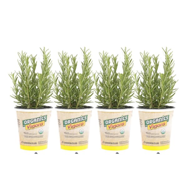 Vigoro 1 qt. Organic Barbaque Rosemary Plant (4-Pack)