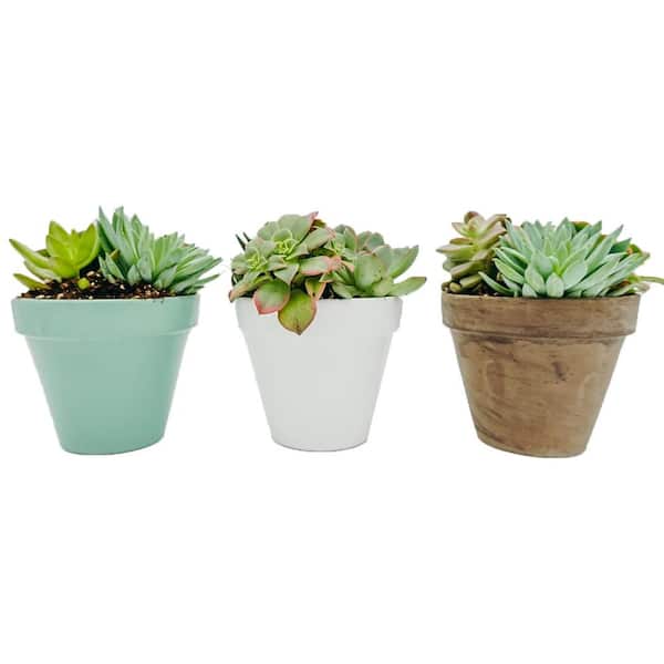 Vigoro 3 in. Succulent Garden in Clay Pot 3-Pack