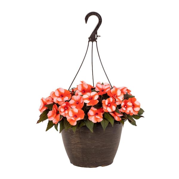 Vigoro 1.75 Gal. New Guinea Impatiens Petticoat Orange Star in Decorative Hanging Basket Annual Plant (1-Pack)
