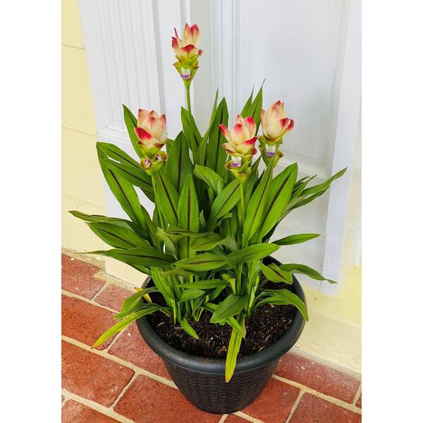 Pure Beauty Farms 2 5 Qt Curcuma Siam Plant Pink Solar Flowers In 6 33 In Grower S Pot 2 Plants Dc1gcurcumapin2 The Home Depot
