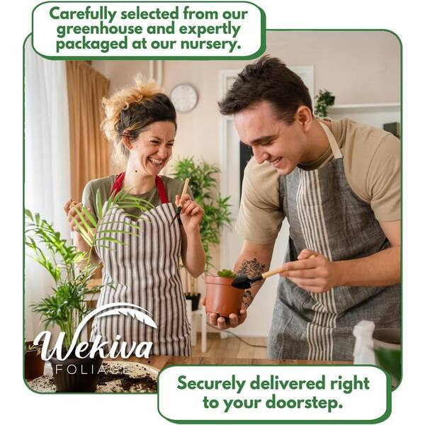 Wekiva Foliage Variegated Fishtail Palm-Live Plant in an 3 gal