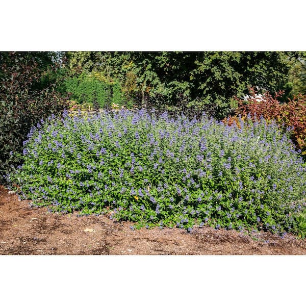2 Gal. Beekeeper Bluebeard (Caryopteris) Live Shrub, Blue Flowers