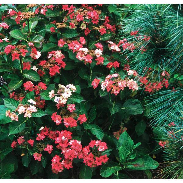 Proven Winners 4 5 In Qt Quick Fire Hardy Hydrangea Paniculata Live Shrub White To Pink Flowers Hydprc The Home Depot