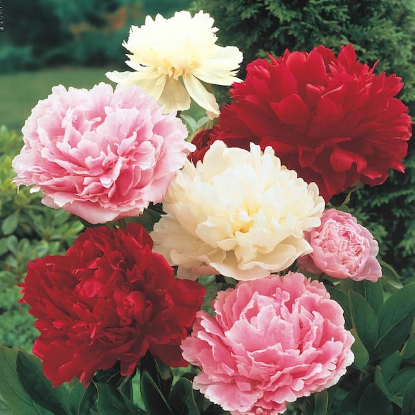 4 Types of Peony Seeds To Add To Your Garden or Decorative Pots