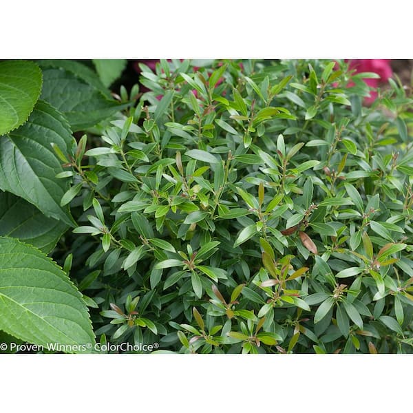 PROVEN WINNERS Gem Box Inkberry Holly (Ilex) Live Shrub, Green