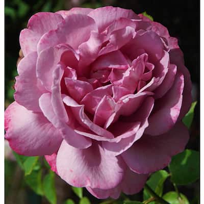 9 (20 to 30 F) - Purple - Rose Bushes - Garden Flowers - The Home Depot