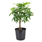 Arcadia Garden Products 4-1/2 in. Money Tree Tropico Leaf Green Ceramic ...