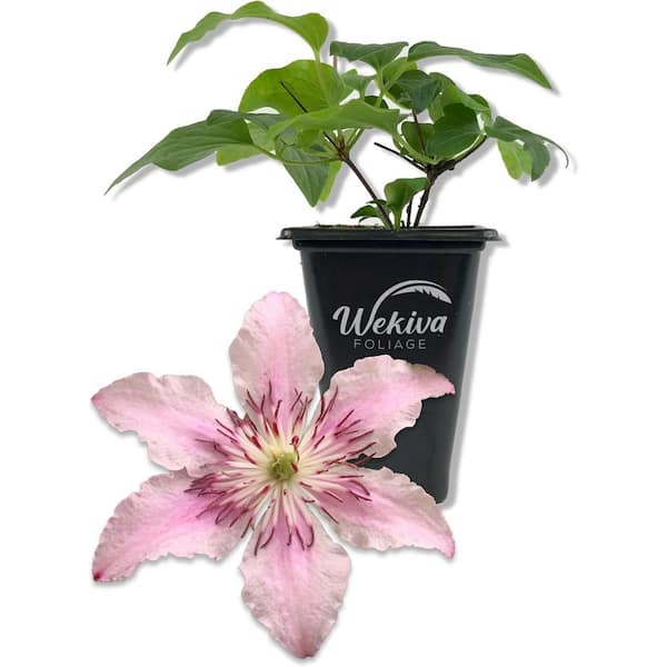 Wekiva Foliage Clematis Pink Fantasy-Live Starter Plant in a 2 Inch Growers Pot-Starter Plants-Light Pink Flowering Vine