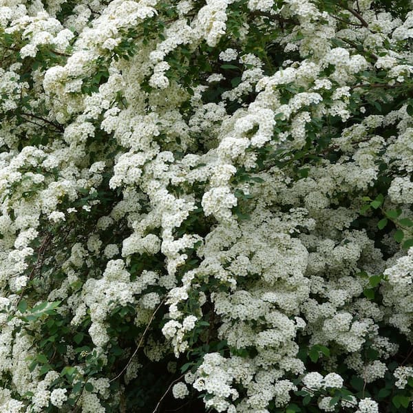 national PLANT NETWORK 1 Gal. Spirea Reeves Shrub with White