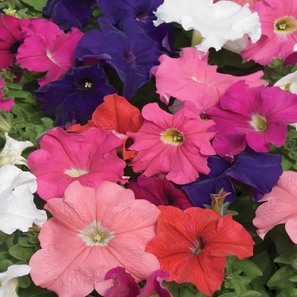 1.25 Gal. Pretty Grand Mixed Petunia Hanging Basket 64293 - The Home Depot