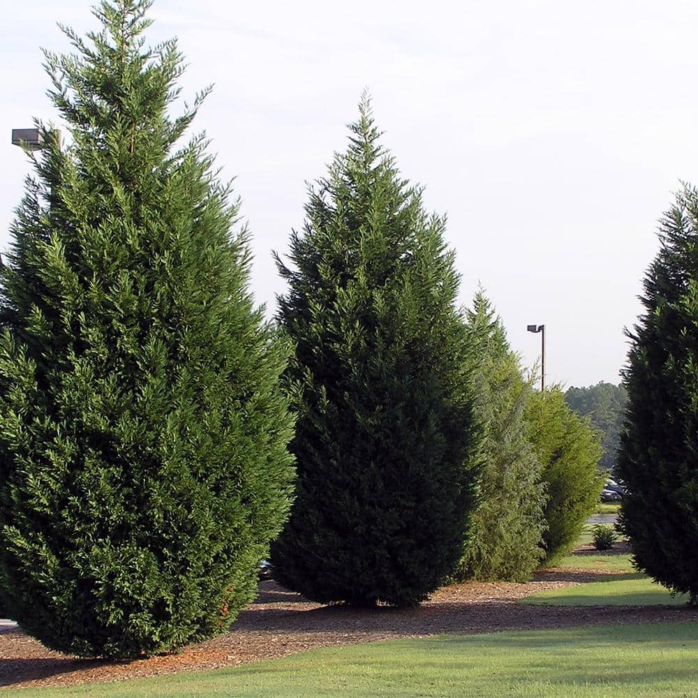 Leyland Cypress Evergreen Tree in 7-Gallon Container