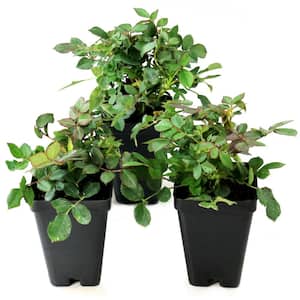 2.5 In. Sunblaze Watermelon Mini Rose Bush with Red Flowers (3-Pack)