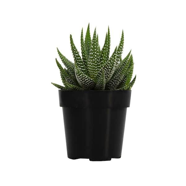 ALTMAN PLANTS 2.5 in. Haworthia Succulent Plant