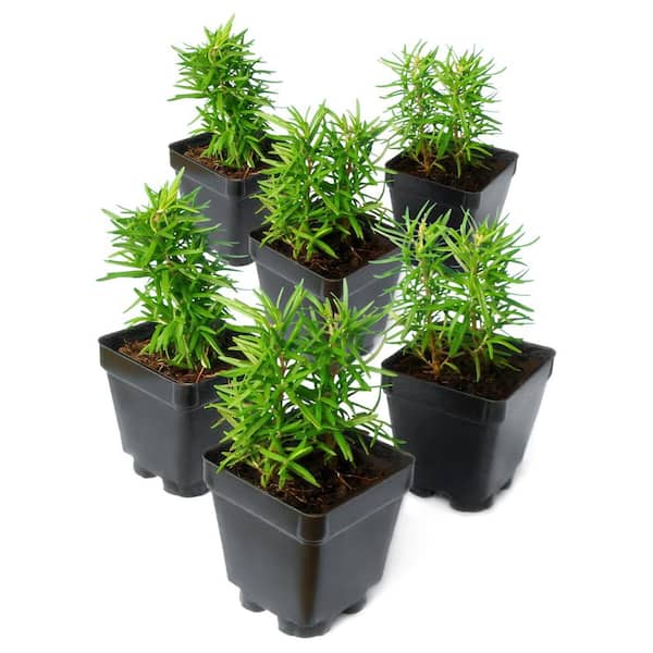 3.25 in. Lavender Super Blue Plant (6-Pack)