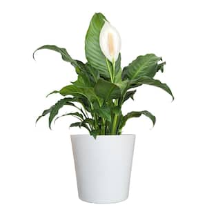 United Nursery Live Peace Lily Spathiphyllum in 10 inch White Decor Pot