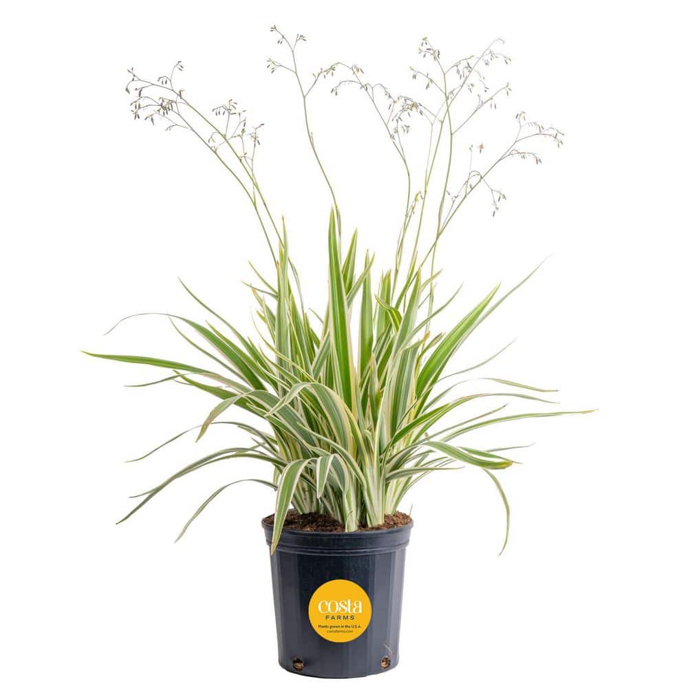 costa-farms-shrubs-bushes-l-