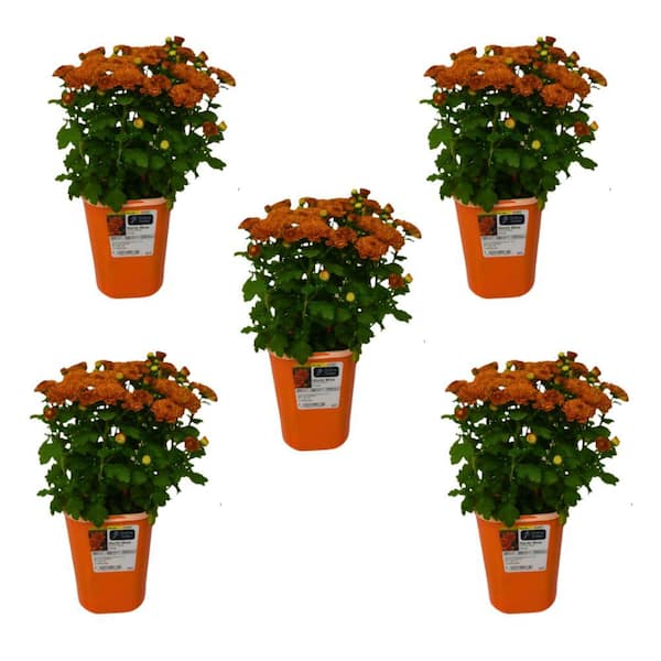Unbranded QT Garden Chrysanthemum Plant Orange Shades (5-Pack)