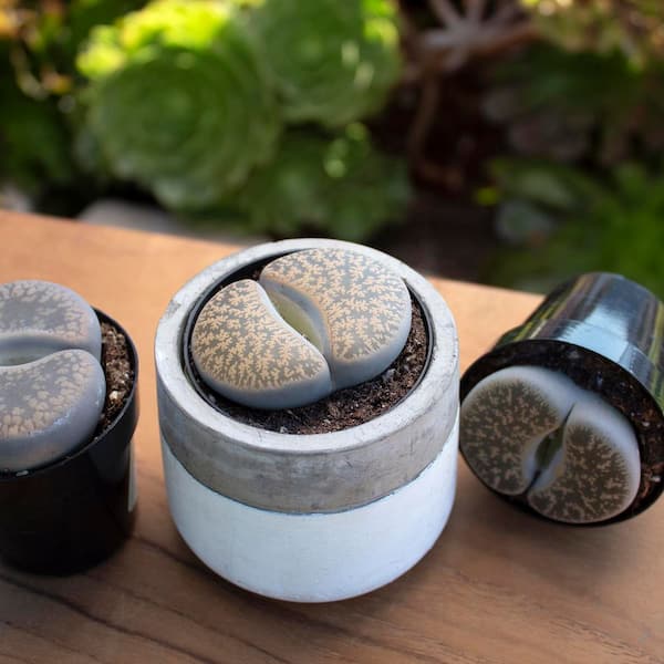 Altman Plants Living Stones Pet-safe Succulents 4-pack (Lithops) in 2.5 in. Grower Pots, Size: 4oz