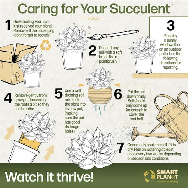 Pet Safe Easy Succulent in 3.5 in. Grower Pots (3-Pack)