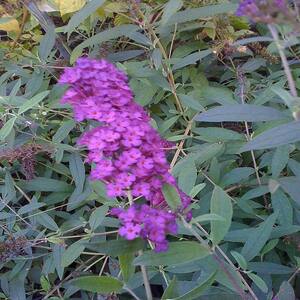 2 gal. Royal Red Butterfly Bush Plant