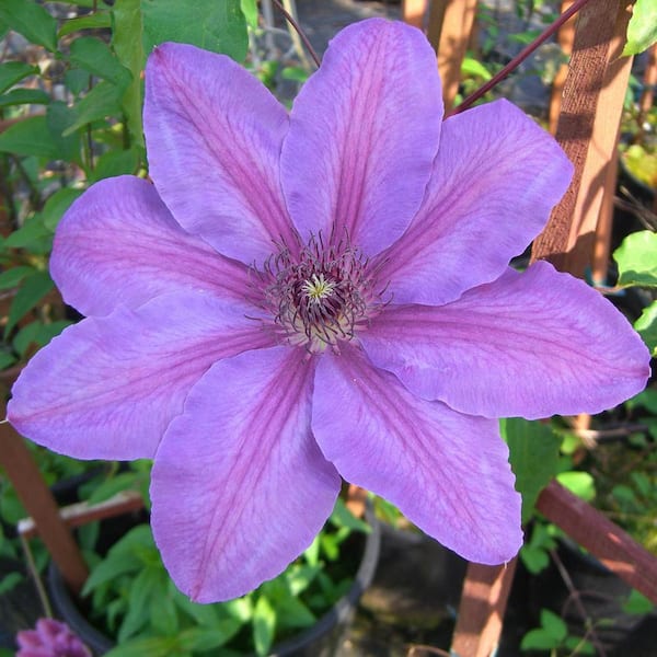 1 gal. Pot, Horn of Plenty Clematis Vine Potted Pink Flowering Perennial Plant (1-Pack)