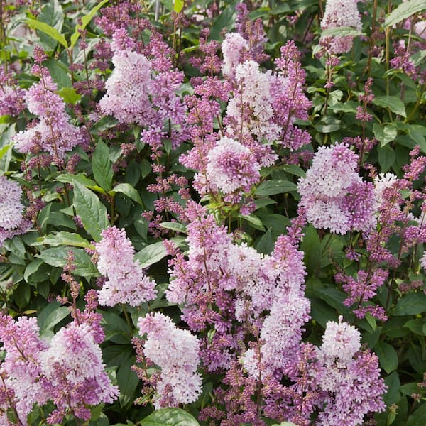 Spring Hill Nurseries 3 Gal. Pot, Minuet Lilac (Syringa) Shrub, Deciduous Flowering Plant (1-Pack)