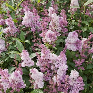 2.25 Gal. Pot, Minuet Lilac (Syringa) Shrub, Live Deciduous Flowering Plant (1-Pack)