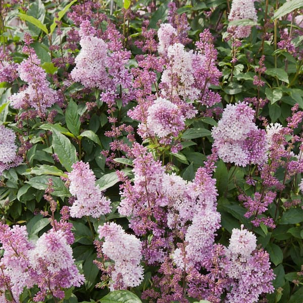 Spring Hill Nurseries 2.50 Qt Pot, Minuet Lilac Potted Deciduous Flowering Shrub (1-Pack)
