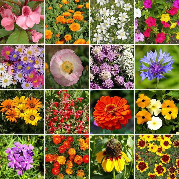 Ferry-Morse 1 lbs. Hot, Dry Annual Mix Bulk Wildflower Seeds
