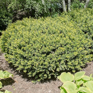 12 in. Tall to 18 in. Tall Densiformis Spreading Yew (Taxus), Live Breroot Evergreen Shrub (1-Pack)