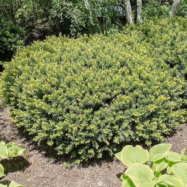 Spring Hill Nurseries 3 Gal. Pot, Densiformis Spreading Yew (Taxus) Shrub, Potted Evergreen Plant (1-Pack)